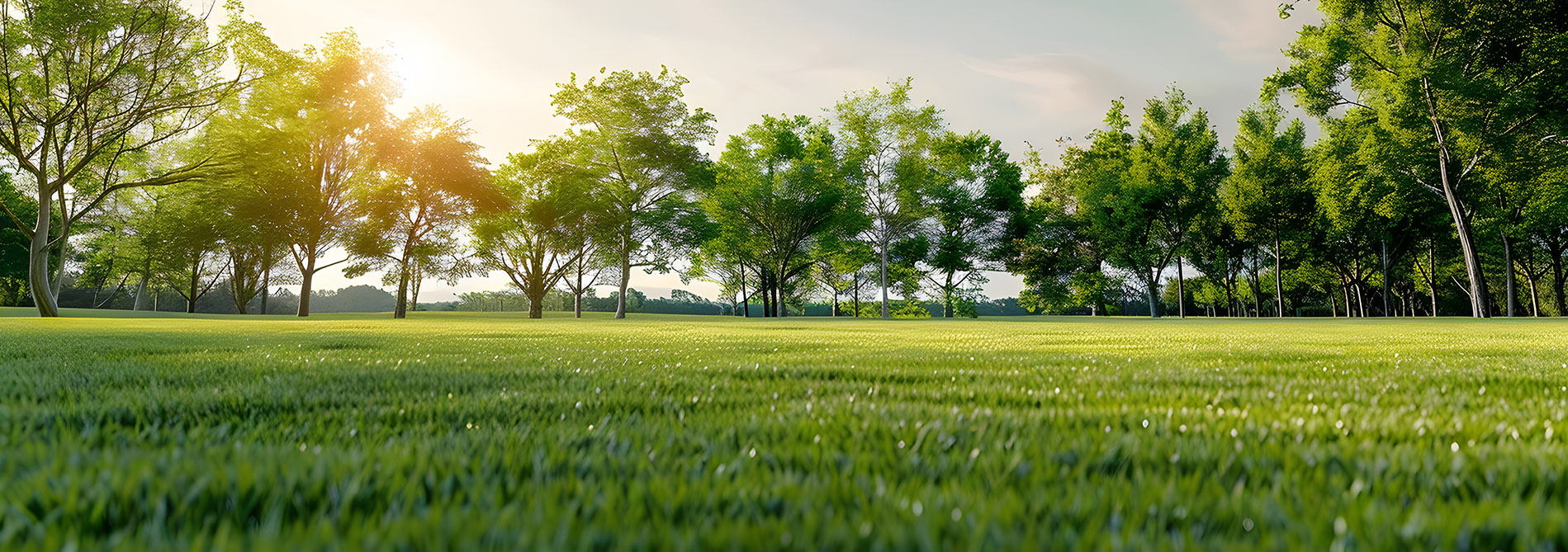 A grass lawn with trees in the background